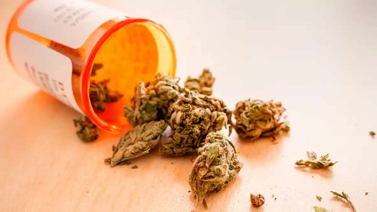 High Quality Cannabis Weed