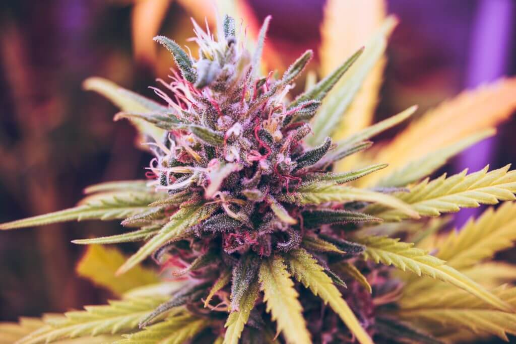 marijuana-strains
