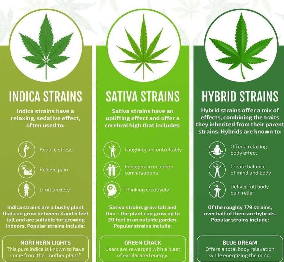 Sativa vs Indica vs Hybrid