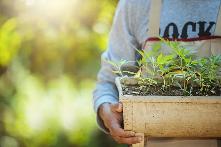 The Rise of Cannabis Delivery Services