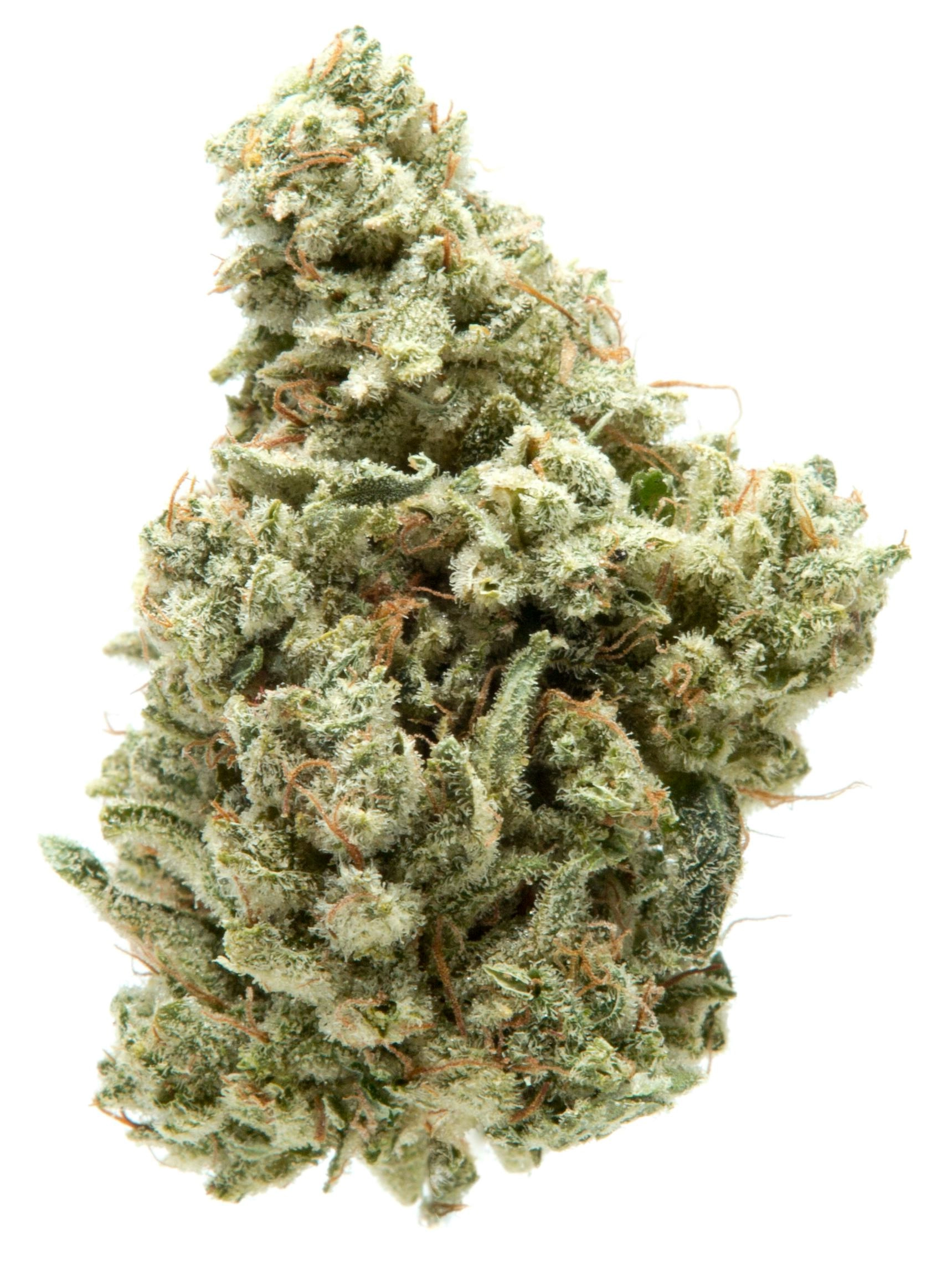 Gorilla Glue