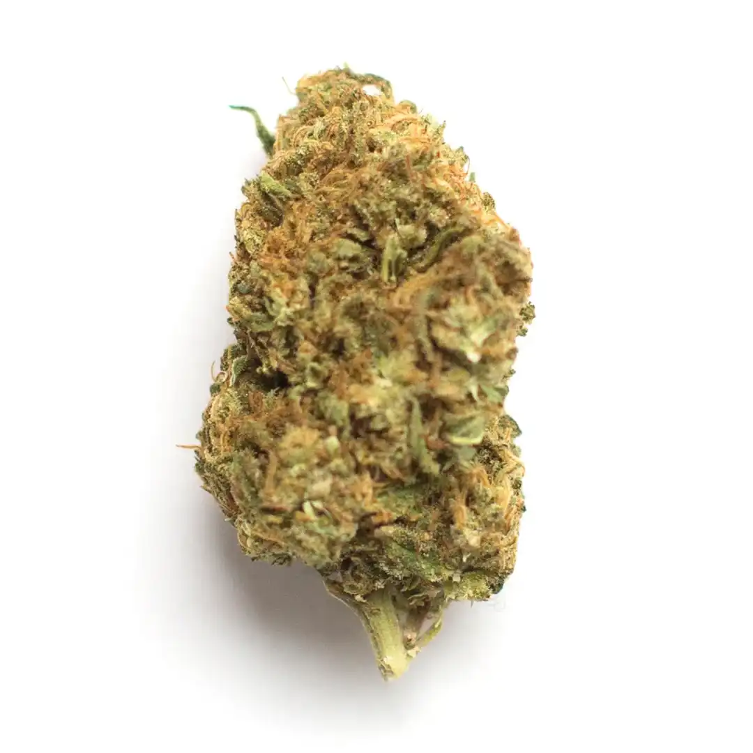 Jelly Rancher - Chillin Cheetah - /jellyrancher