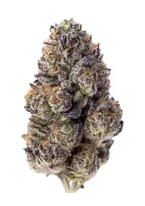 Papa'  OG-Etobicoke-Delivery @ Chillin Cheetah