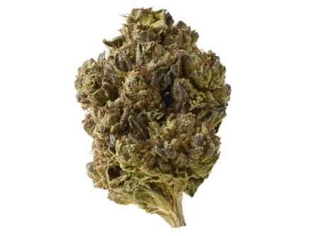 Purple Berry Skunk - Chillin Cheetah - /purpleberryskunk