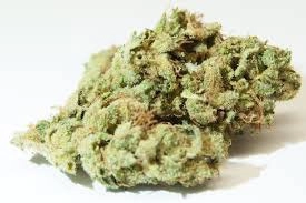 Sour Glue From Chillin Cheetah: A Close-up Image Of A Dense Cannabis Bud Covered In Trichomes, Showcasing A Mix Of Green And Orange Hues Against A White Background.