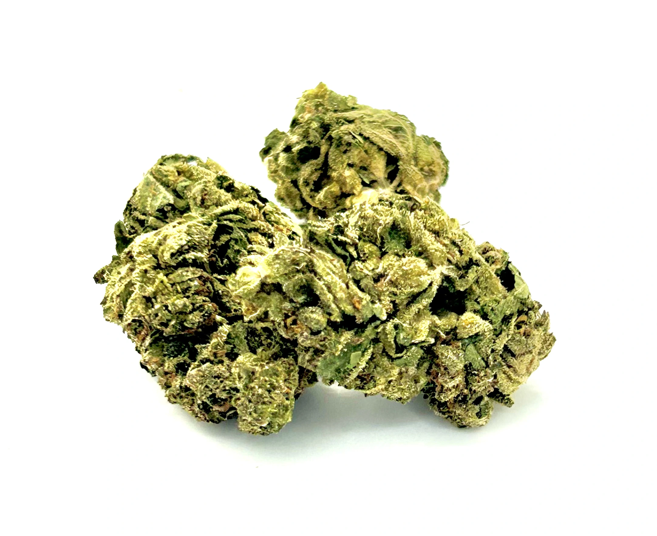 Tangerine Dream - Chillin Cheetah - Etobicoke