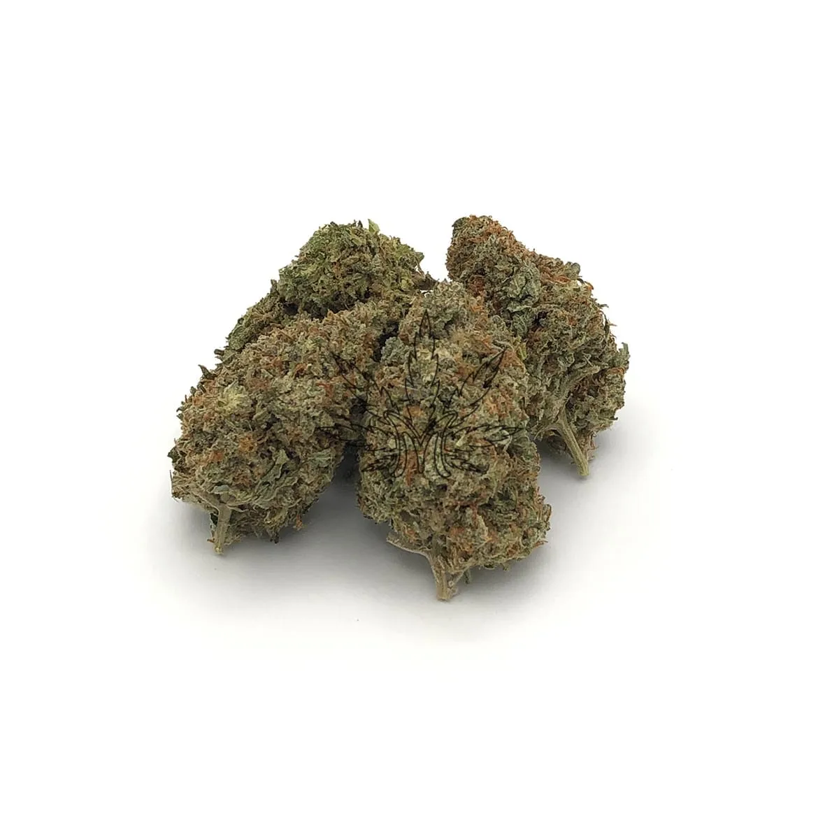 White Widow - Chillin Cheetah - Scarborough