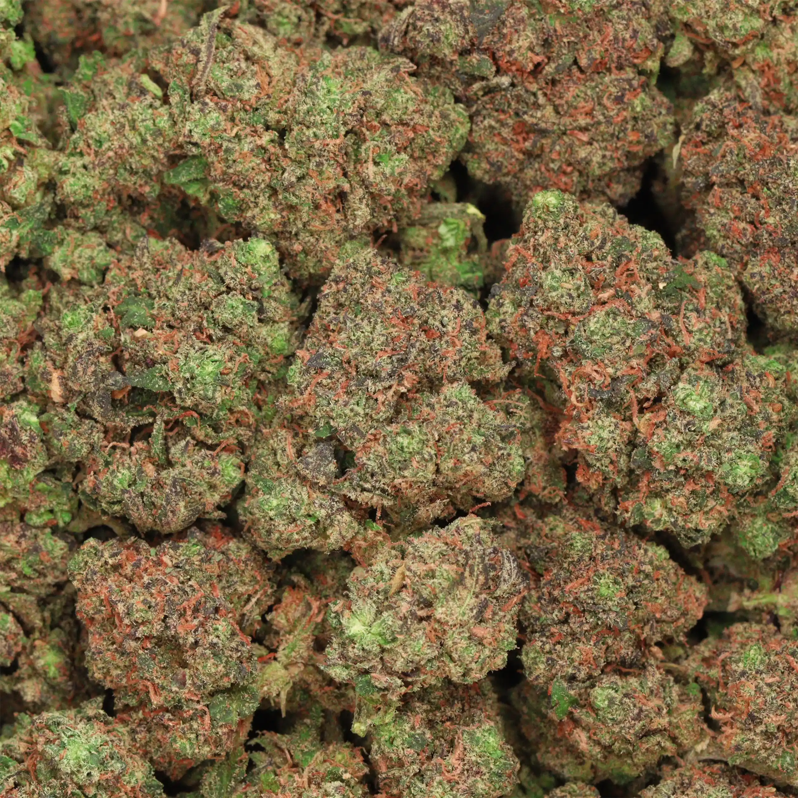 Casey Jones Weed Buds - Chillin Cheetah
